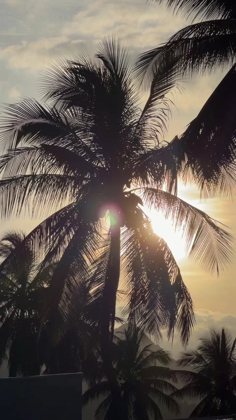A vertical silhouette composition presents palm trees against a glowing sunset 库存影片 330111902