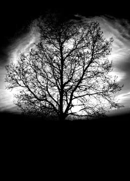 Vertical silhouette shot of a bare tree Foto stock