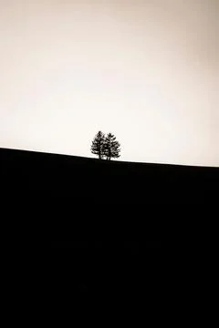 Vertical of silhouettes of two lonely trees against the bright sky - concept of Stock Photos
