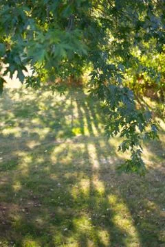 Vertical of Silver Maple Leaves Stock Photos