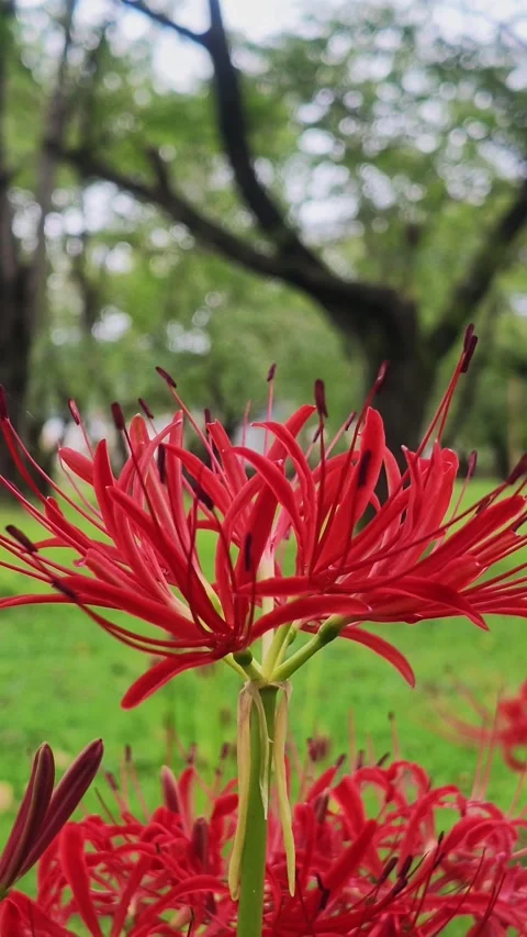 Vertical Single Red Spider Lily with Bokeh Stock Footage 346097809