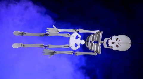 Vertical skeleton bones in fog Stock Footage 953208