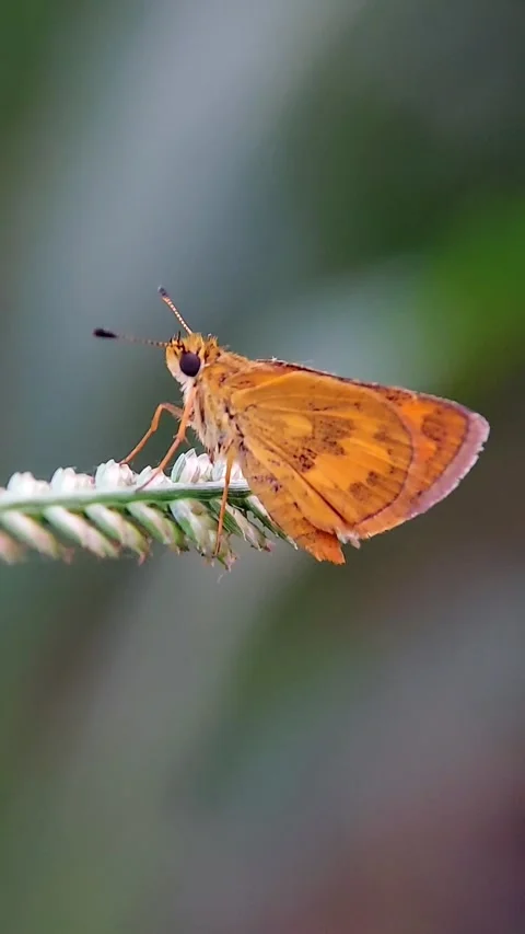 Vertical Skipper Butterfly (Potanthus) Perching 4K Slow Motion Copy Space Stock Footage 346491419