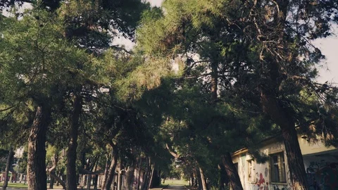 Vertical slide inside the forest,A spring sunny day 動画素材 105035687