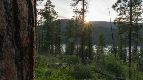 Vertical slider along pine tree as sunsets through forest Stock Footage 167119932