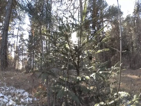 Vertical Sliding, Small Pine Tree with Sun Flares, Trentino, Italy Stock Footage 83584559