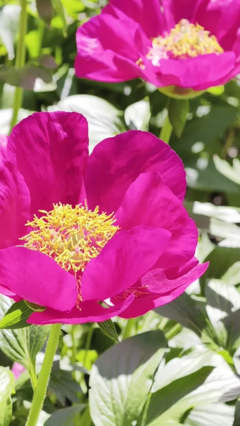 Vertical Slow Motion 4K Magenta Peony Macro Footage Stock-Footage 335931520