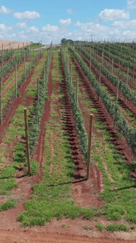 Vertical slow motion aerial parallax over young orchard rows Vidéo 333013379