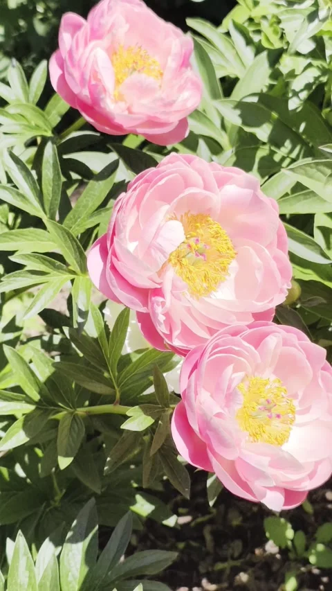 Vertical Slow Motion Blooming Peonies Garden Footage 4K Stock-Footage 335931388