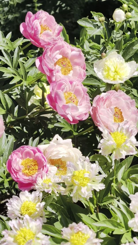 Vertical Slow Motion Blooming Peonies Garden 4K Footage Stock-Footage 335931506