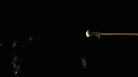 Vertical slow motion of blowing white dandelion flower, seeds flying over black Stock Footage 233174133