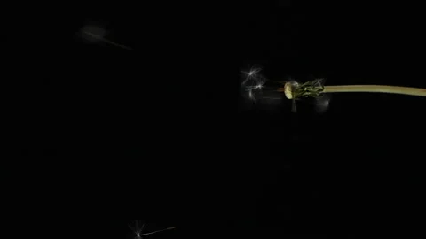Vertical slow motion of blowing white dandelion flower, seeds flying over black Stock Footage 234484971