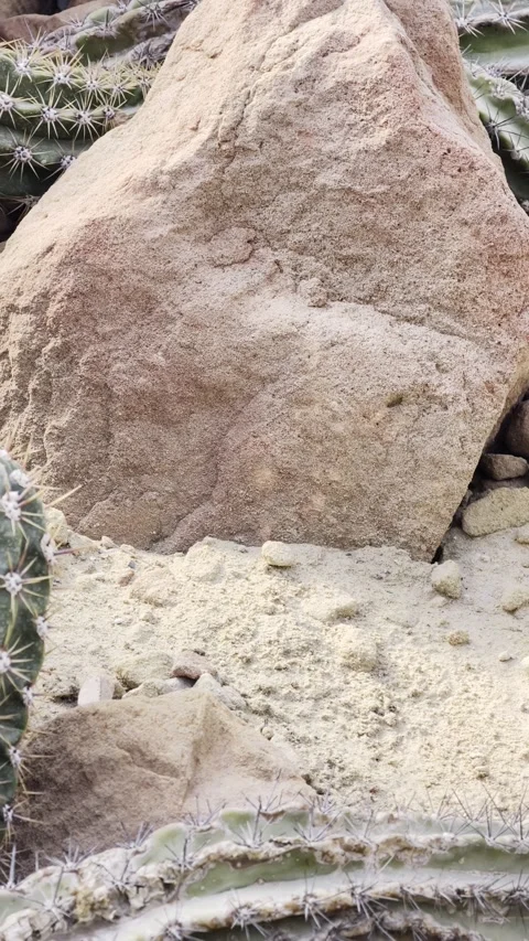 Vertical Slow Motion Cactus Cluster Desert Rock 4K HDR Stock Footage 333626900