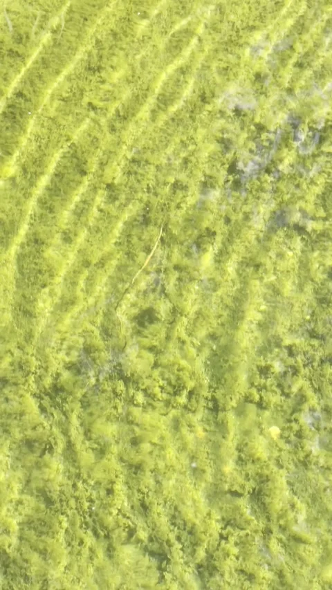 Vertical Slow Motion Clear Green Water Texture 4K Vidéo 335206172
