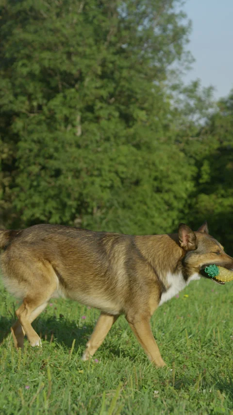VERTICAL, SLOW MOTION, CLOSE UP: Brown dog catches a toy and proudly walks away 스톡 동영상 329137745