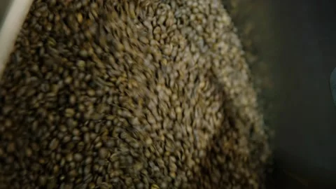 Vertical slow motion close up coffee beans cooling after roasting Stock Footage 229425996