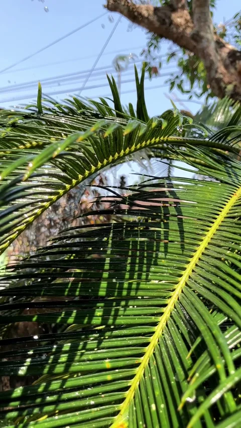 Vertical Slow Motion Close-Up Of Green Sago Palm Leaves Being Watered 库存影片 346543241