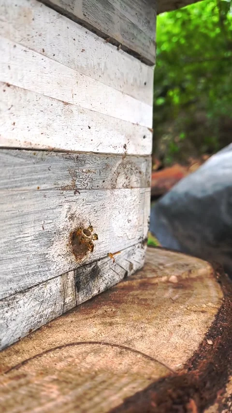 Vertical slow motion close up of stingless bees entering wooden hive in Brazil Stock Footage 340294405