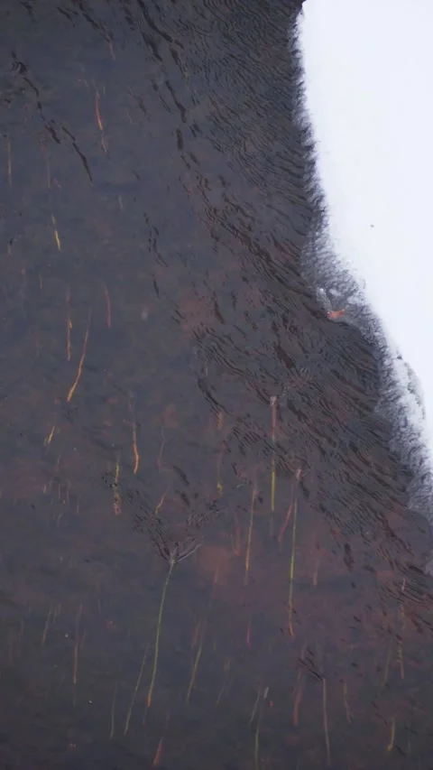 Vertical Slow Motion: Dark Winter Stream with Underwater Reeds - Aesthetic Natur Stock Footage 326216452