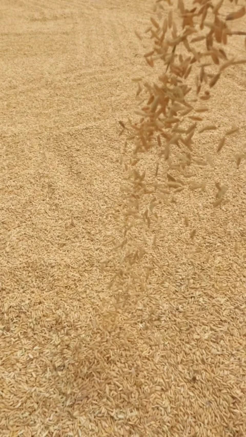 Vertical slow motion of dry rice grains falling Video stock 321862148