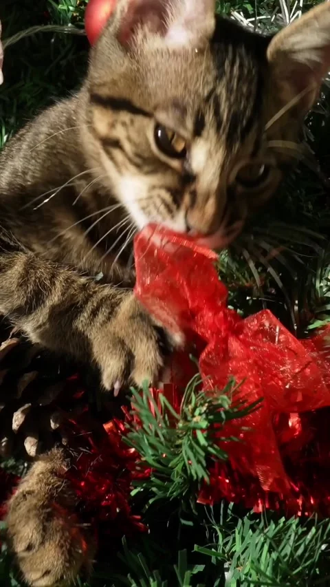 Vertical slow motion of a funny kitten playfully breaking Christmas decoration Stock Footage 317110621