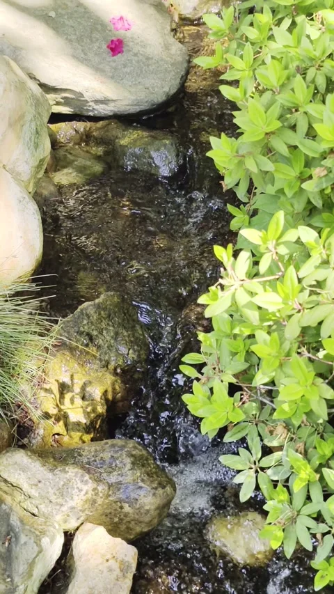 Vertical Slow Motion Garden Stream Footage 4K Dolby Vision Vídeo Stock 335206345