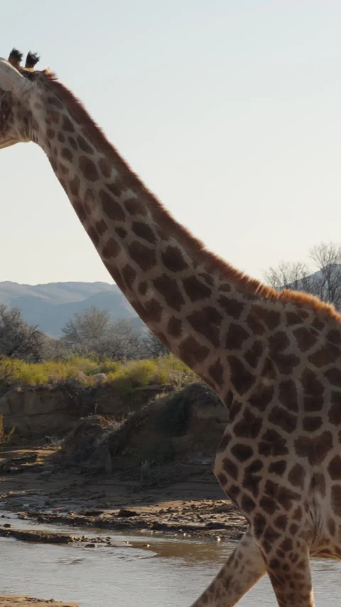 Vertical Slow Motion Giraffe Walking Past Safari Vehicle to Riverbed Stock Footage 332743706