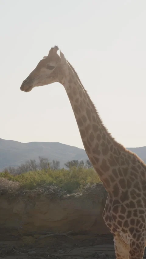 Vertical Slow Motion Giraffe Walking Past Safari Vehicle to Riverbed Stock Footage 332743721