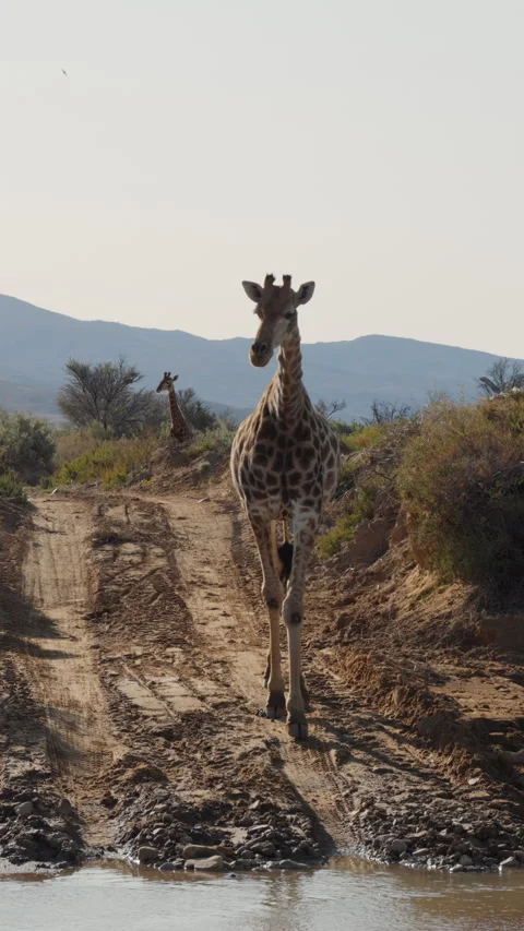 Vertical Slow Motion Giraffe Walking Past Safari Vehicle to Riverbed Stock Footage 332743732