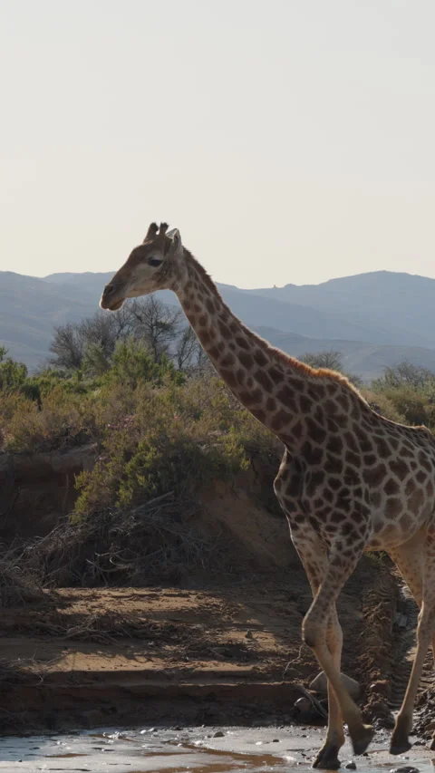 Vertical Slow Motion Giraffe Walking Past Safari Vehicle to Riverbed Stock Footage 332743734
