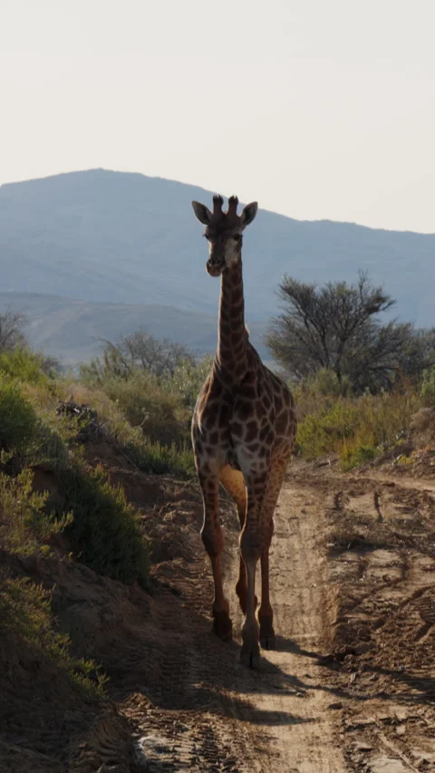 Vertical Slow Motion Giraffe Walking Past Safari Vehicle to Riverbed Stock Footage 332743744