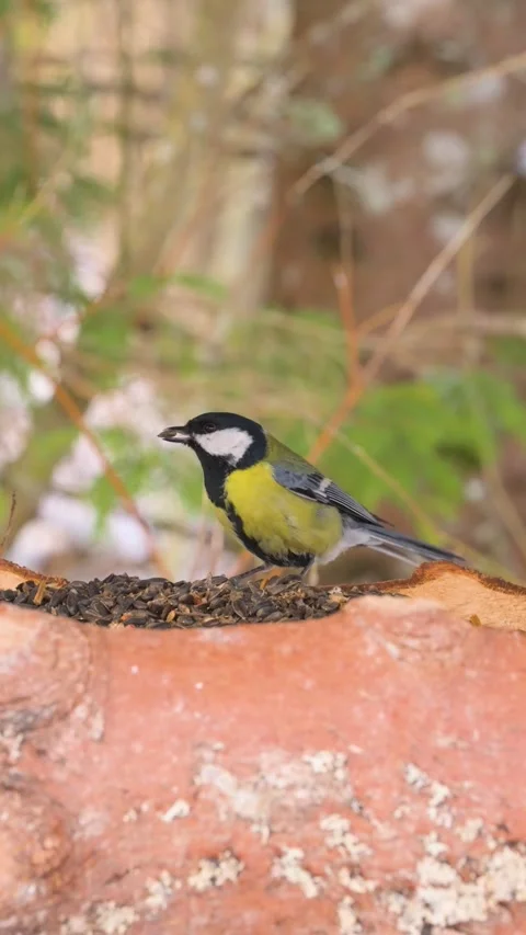 Vertical Slow Motion Great Tit (Parus major) Choosing Sunflower Seed at Rust Stock Footage 330743132