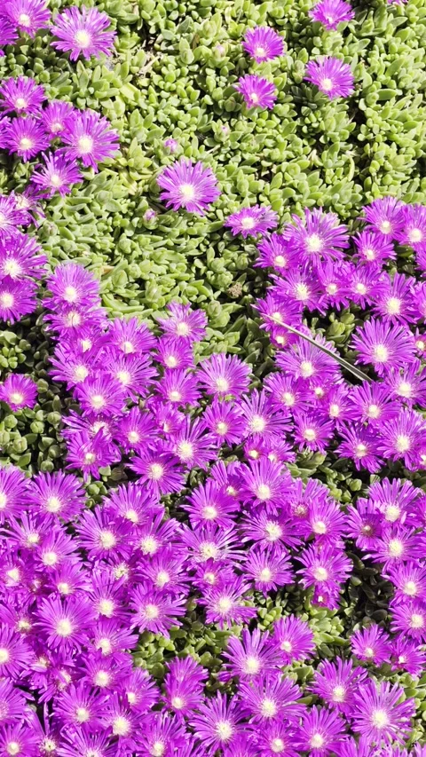 Vertical Slow Motion Ice Plant Flowers Footage 4K Dolby Vision Vidéo 335206359