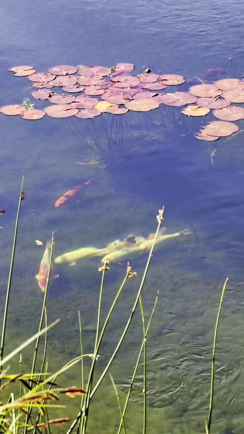 Vertical Slow Motion Koi Pond Footage With Lily Pads 4K Видео 335206367
