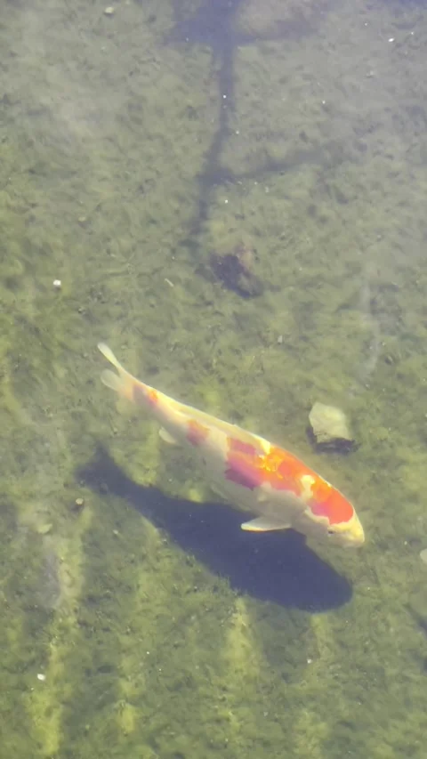 Vertical Slow Motion Koi Pond Footage Dolby Vision 4K 库存影片 335206386