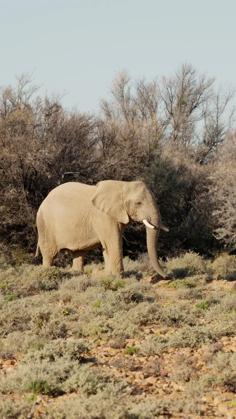 Vertical Slow Motion Large Elephant Walking Across Savanna Stock Footage 332743792