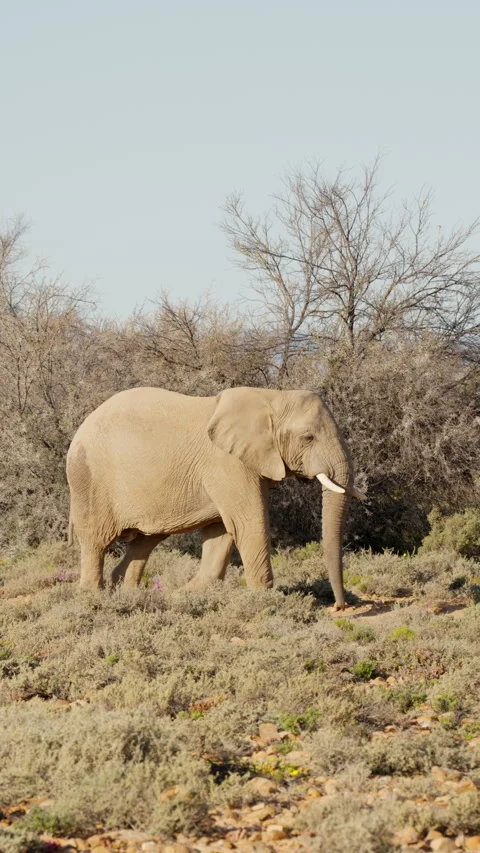 Vertical Slow Motion Large Elephant Walking Across Savanna Stock Footage 332743810