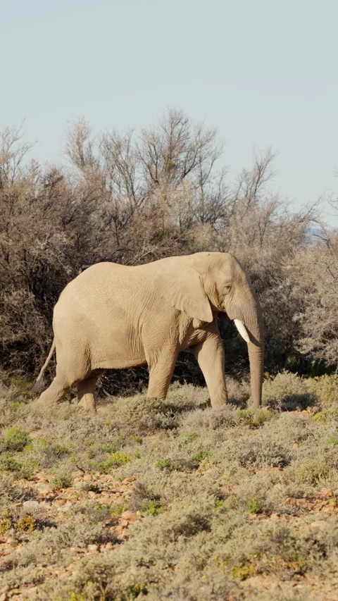 Vertical Slow Motion Large Elephant Walking Across Savanna Stock Footage 332743811