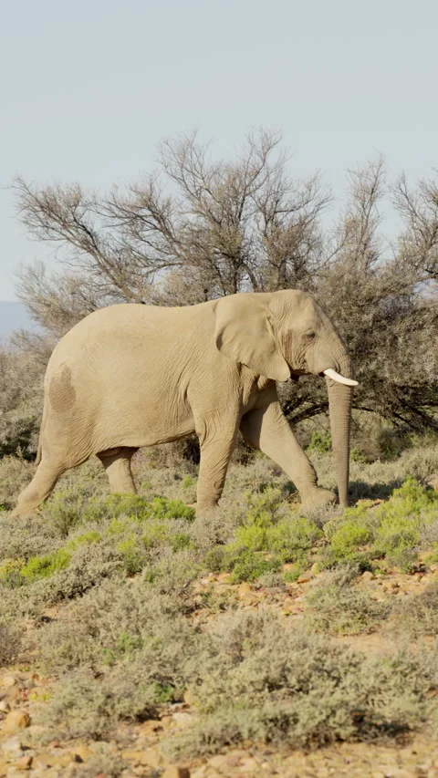 Vertical Slow Motion Large Elephant Walking Across Savanna Stock Footage 332743821