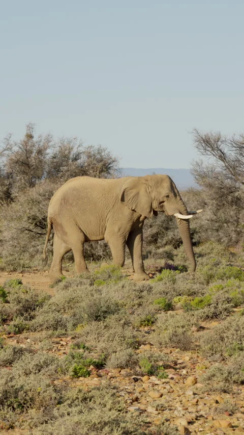 Vertical Slow Motion Large Elephant Walking Across Savanna Stock Footage 332743826