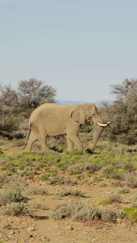 Vertical Slow Motion Large Elephant Walking Across Savanna Stock Footage 332743854