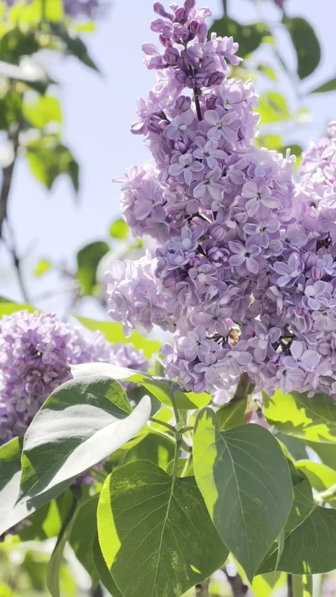 Vertical Slow Motion Lilac Flowers Close Up 4K HDR Stock Footage 333627445