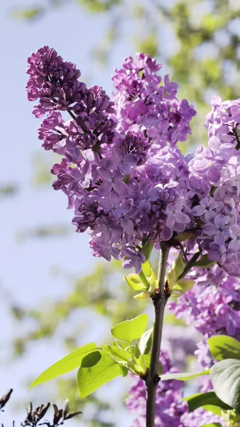 Vertical Slow Motion Lilac Flowers Close Up 4K HDR Stock Footage 333627457