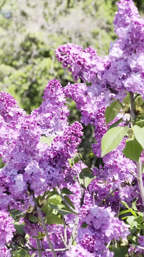 Vertical Slow Motion Lilac Flowers Close Up 4K HDR Stock Footage 333627529