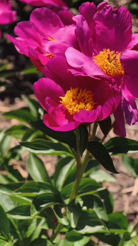 Vertical Slow Motion Magenta Peony Macro 4K Footage Stock-Footage 335931253