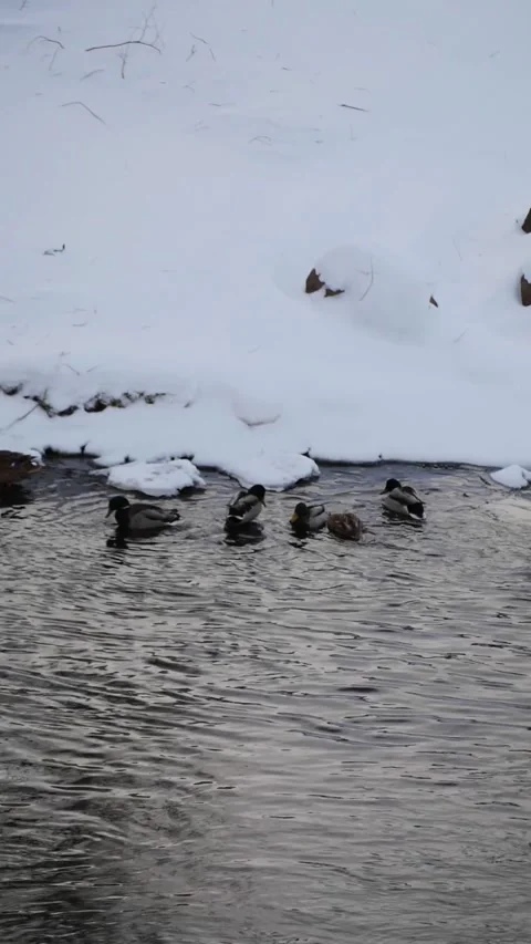 Vertical Slow Motion: Mallard Ducks Floating in a River by a Snowy Bank - Aesthe Stock Footage 326216494
