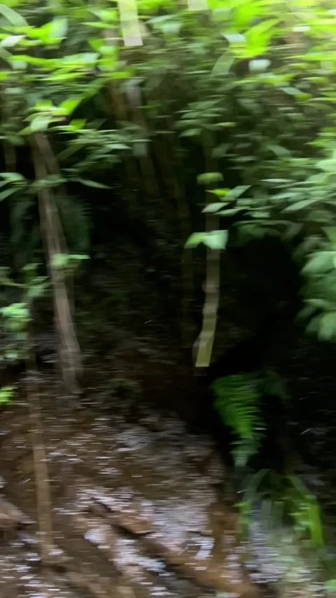 Vertical Slow motion of moist full of fungi and moss tunnel Video stock 261665316