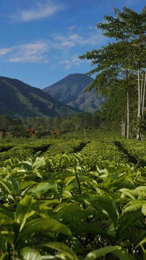 Vertical slow motion pan left of green tea field and misty hill. Stock Footage 336488772