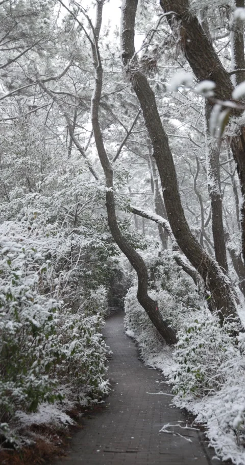 Vertical slow motion path through a snowy pine wood in Japan Video stock 348213278