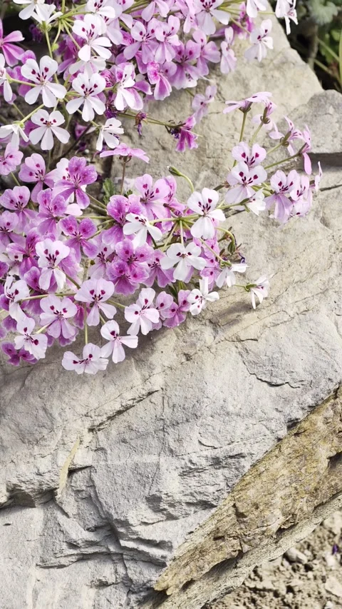 Vertical Slow Motion Phlox Flowers by Rock 4K HDR Stock Footage 333626813